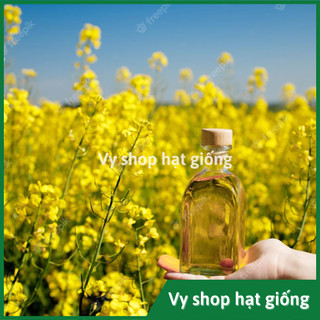 Hạt giống cải hoa vàng - cải dầu gói 1600 hạt