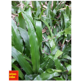 Cỏ lá gừng, cỏ lá tre rễ trần 500g- 1kg