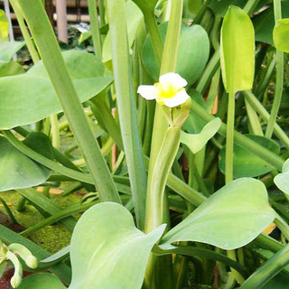 Hạt giống kèo nèo, tai tượng, cù nèo - nhiều dưỡng chất tốt