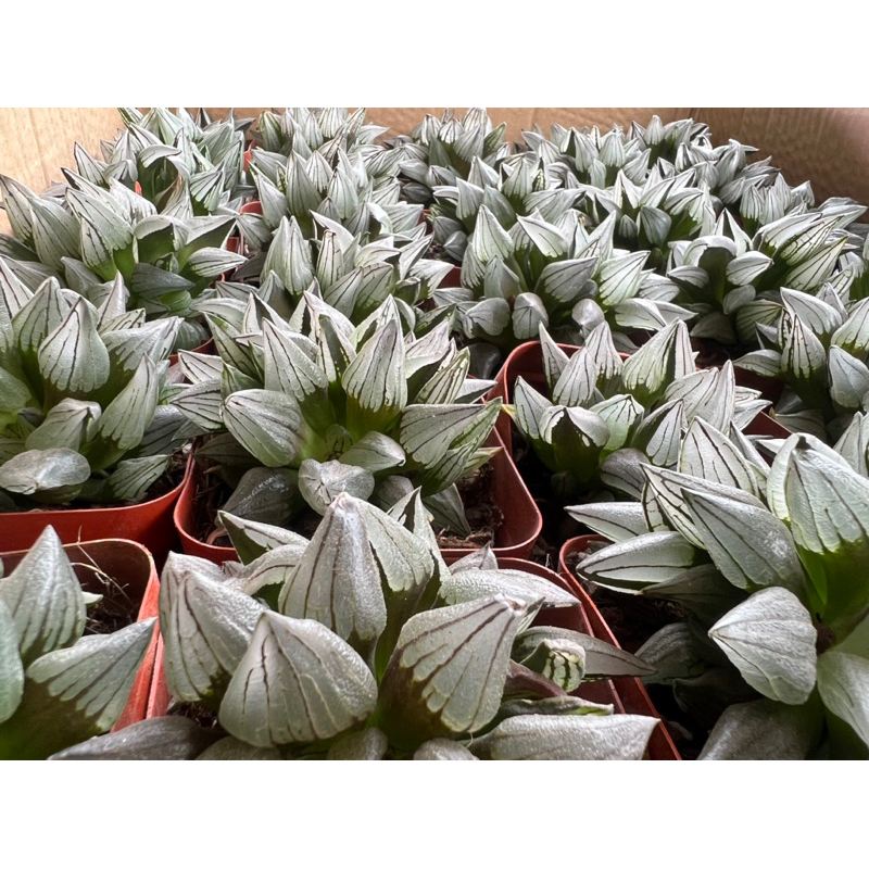 Haworthia mutant/ haw dưa hấu