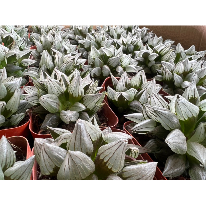 Haworthia mutant/ haw dưa hấu