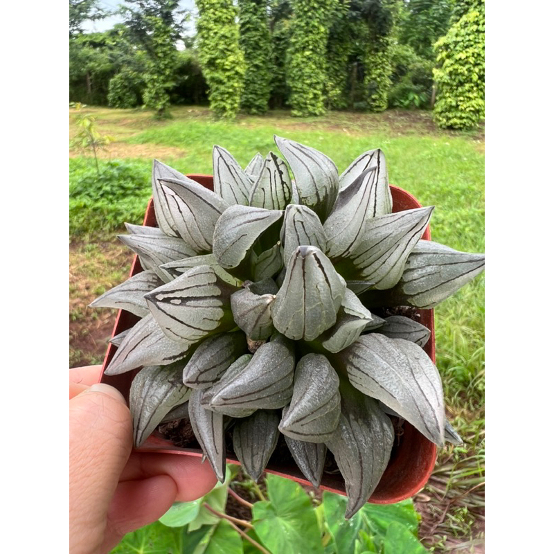 Haworthia mutant/ haw dưa hấu