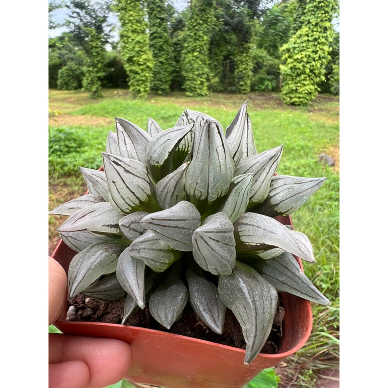 Haworthia mutant/ haw dưa hấu