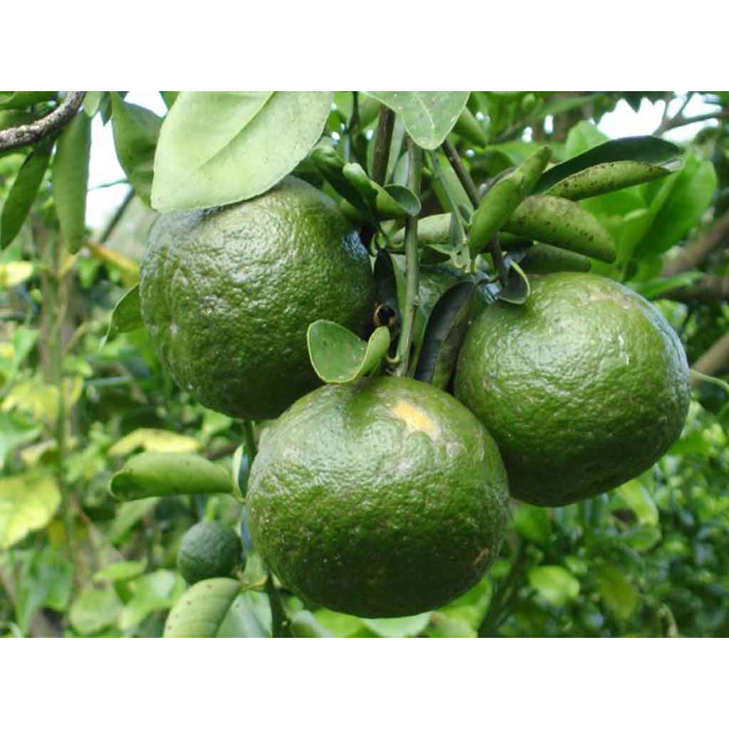 Cam sành loại 1 "NHIỀU NƯỚC"