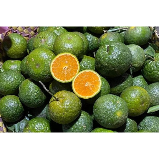 Cam sành loại 1 "NHIỀU NƯỚC"