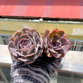 Sen Đá Bắp Cải Tím Nhiều Loại - size Bầu ( 6cm ) Đơn 80k : 14h->21h có quà tặng ạ