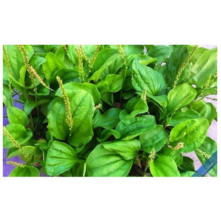 1kg cây bông mã đề tươi khách đặt mới hái