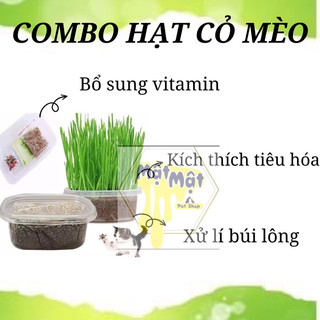 Hạt giống cỏ mèo Gói 50g