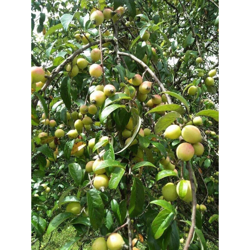 Táo mèo tươi Tây Bắc vụ mới hàng chọn ngâm rượu 1kg