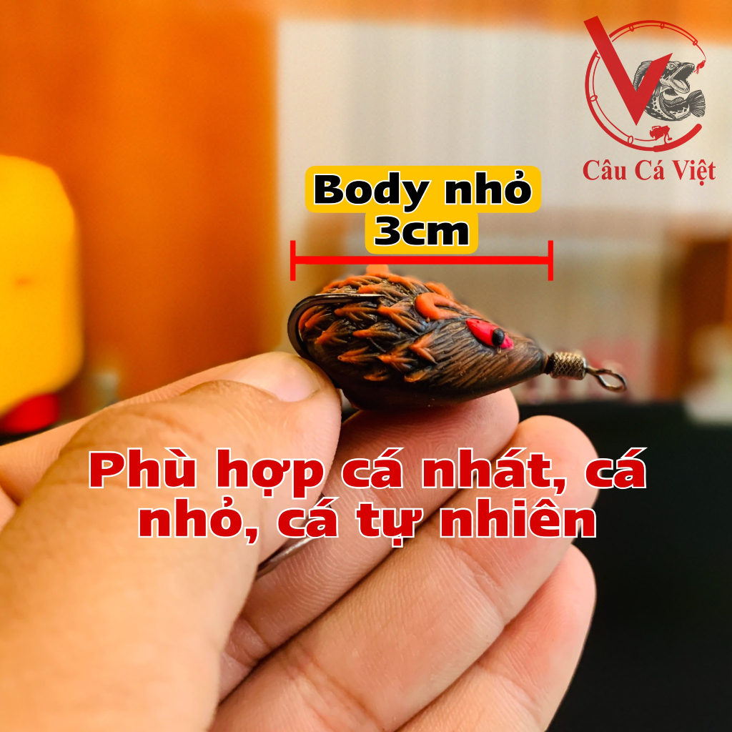Nhím Toman mini. Body siêu nhỏ câu cá nhỏ, cá tự nhiên.