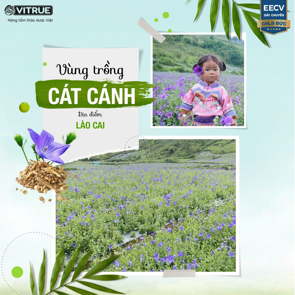 VITRUE DETOX PHỔI - Vitrue Detox