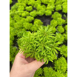 Sao nhỏ - Cây thuỷ sinh