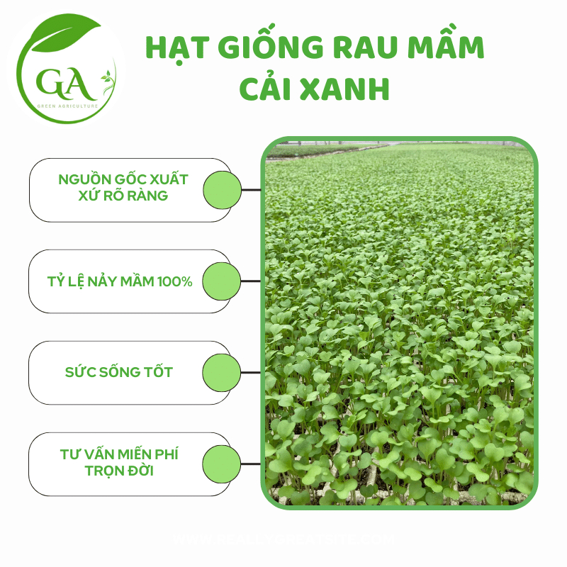 HẠT GIỐNG RAU MẦM CẢI XANH CHẤT LƯỢNG_Gói 100g