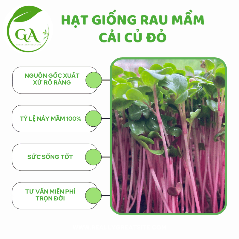 HG RAU MẦM CỦ CẢI ĐỎ CHẤT LƯỢNG_GÓI 100G