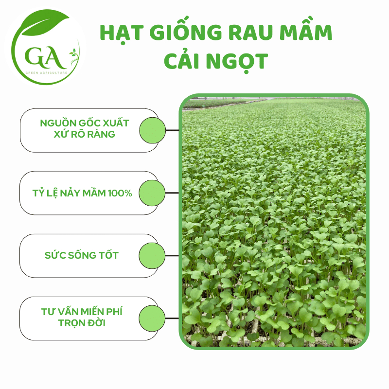 HẠT GIỐNG RAU MẦM CẢI NGỌT CHẤT LƯỢNG_Gói 30g