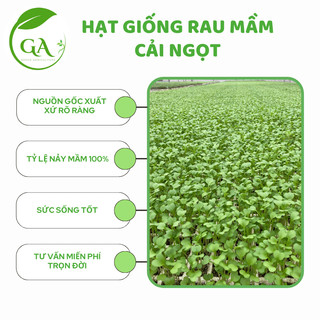 Hạt giống rau mầm cải ngọt chất lượng_gói 30g