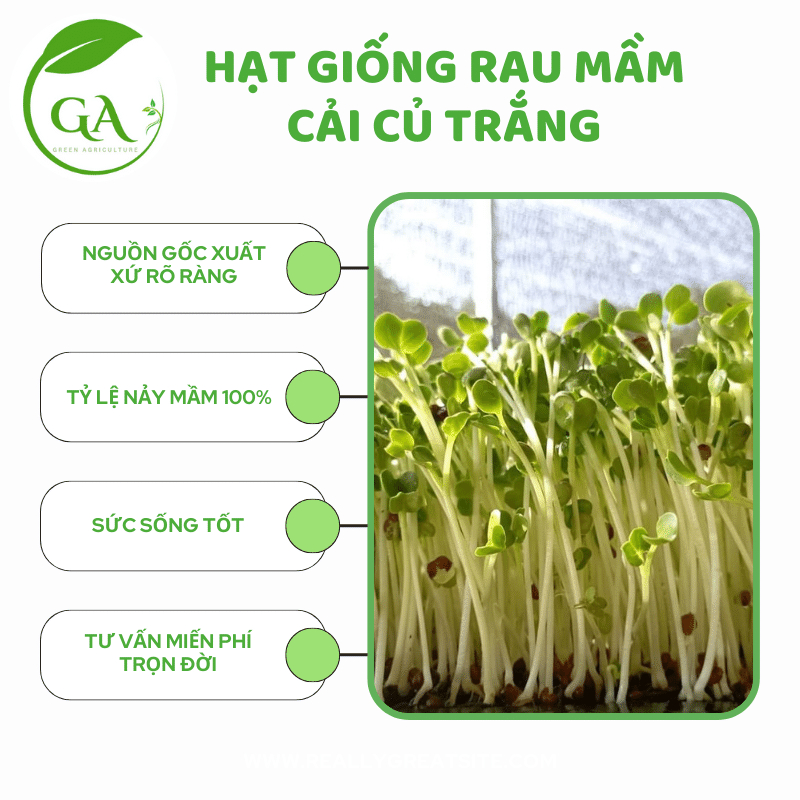 HẠT GIỐNG RAU MẦM CẢI CỦ TRẮNG CHẤT LƯỢNG_GÓI 100G