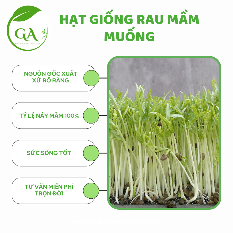HẠT GIỐNG RAU MẦM MUỐNG_CỰC DỄ TRỒNG, NHANH THU HOẠCH_GÓI 100G