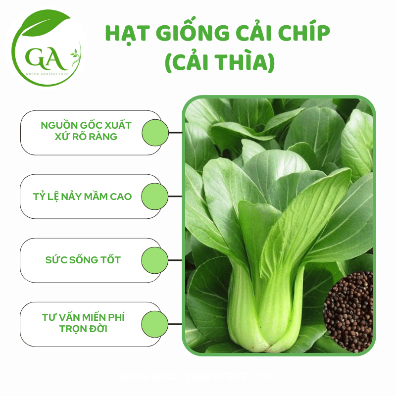 Hạt giống Cải thìa (Cải chíp)_Gói 300 hạt
