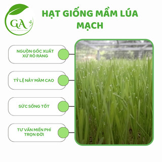 Hạt giống mầm lúa mạch - 100g