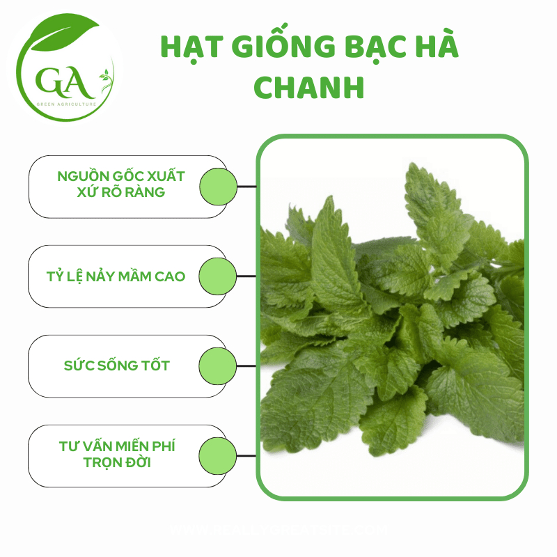 Hạt giống Bạc hà chanh LEMON BALM