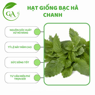 Hạt giống bạc hà chanh lemon balm