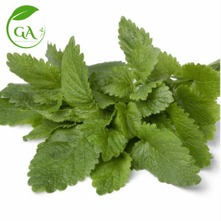 Hạt giống Bạc hà chanh LEMON BALM