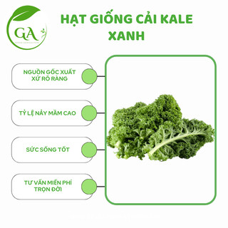 Hạt giống kale xanh - cải xoăn xanh - gói 2g