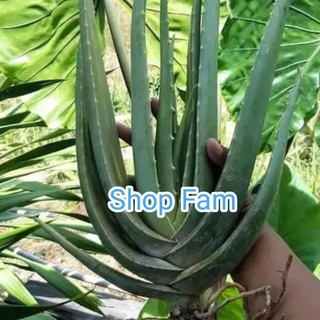 Cây nha đam giống thái Chuẩn bẹ to, Cây đã trồng 4~6 tháng, dài 30-45cm