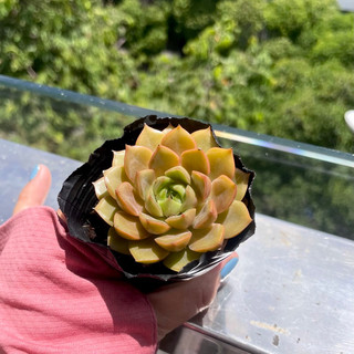 Sen Đá Hoa Hồng Tím - size Bầu ( 6-7cm ) - Đơn 80k : 14h->21h có quà tặng ạ