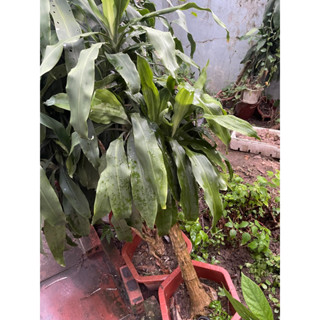 cây thiết mộc lan gốc to ( cao 1m trở lên)