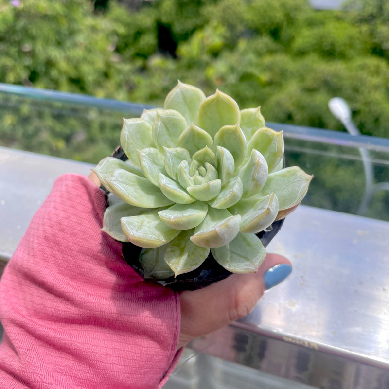 Sen Đá Liên Đài Trắng - size Bầu ( 6-7cm ) - Xả đất khi gửi ạ
