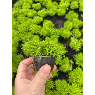 Sao nhỏ - Cây thuỷ sinh (dành cho KH Miền Bắc)