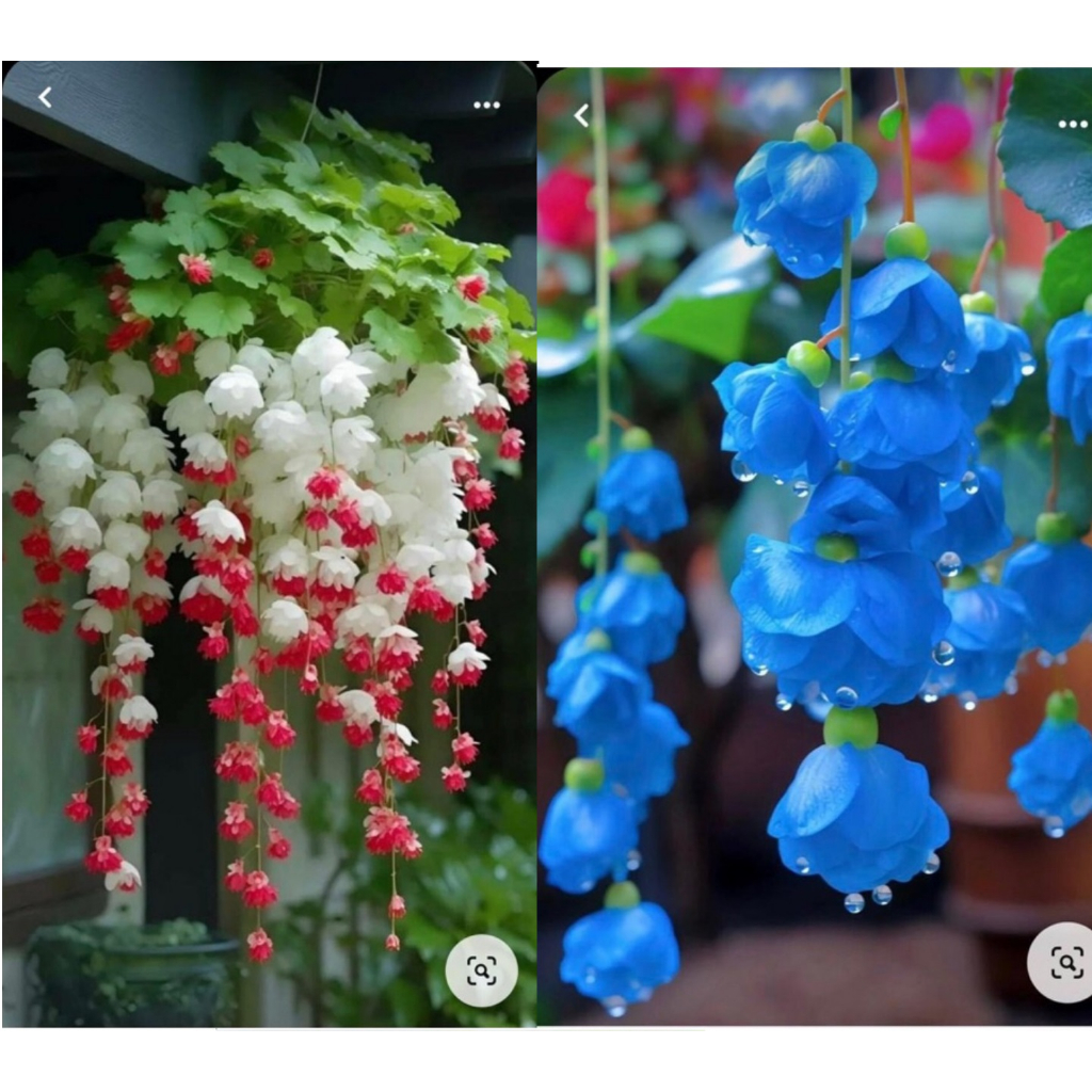 Hạt giống hoa chuông gió  hoa đuôi chuông HAY HOA LINH LAN là tên gọi khác