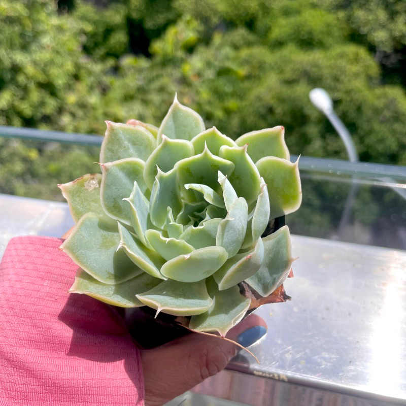 Sen Đá Hồng Sa Mạc - size Bầu ( 5-6cm ) - Xả đất khi gửi ạ