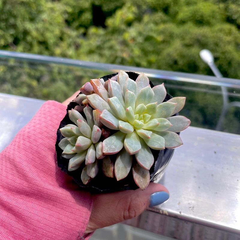 Sen Đá Sim Tím Bụi - size Bầu ( 6-7cm )- Xả đất khi gửi ạ