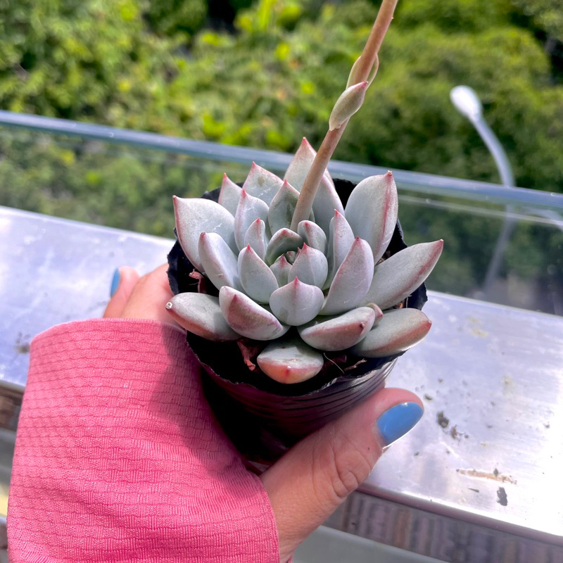 Sen Đá Vuốt Tím - size Bầu ( 5-6cm ) - Xả đất khi gửi ạ