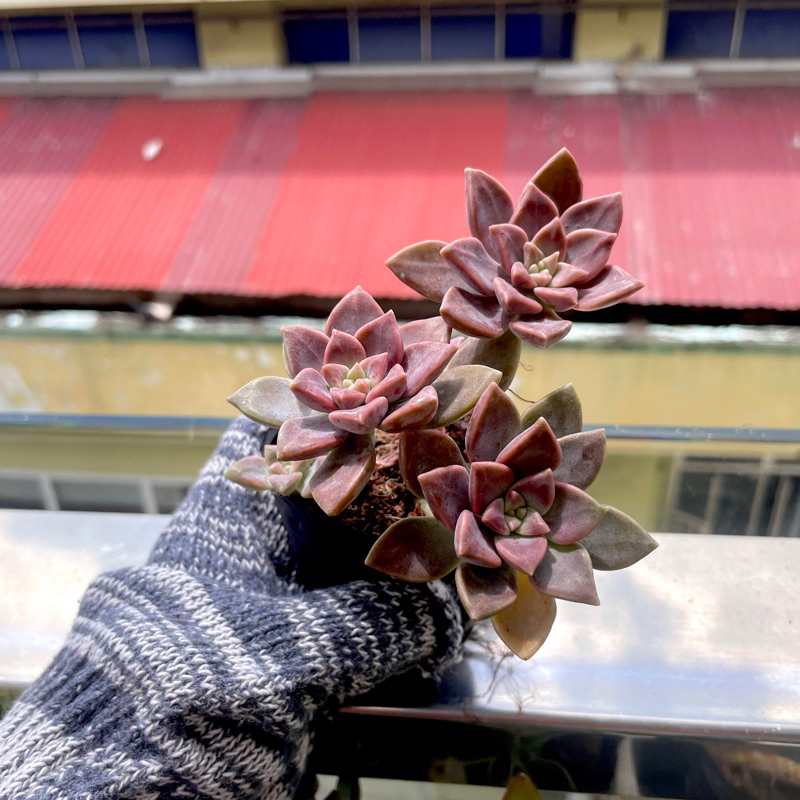 Sen Đá Tím - size Bầu ( 2-3 nhánh ) - Xả đất khi gửi ạ