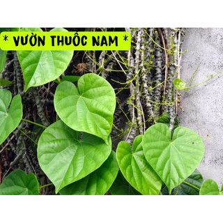 Combo 3kg dây thần thông tươi làm dược