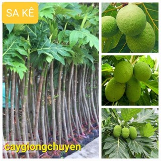 Cây sa kê cho quả sau 1 năm