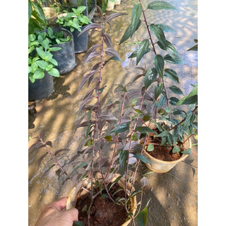 cây cỏ dòi (bọ mắm thân tím) chậu lớn c6