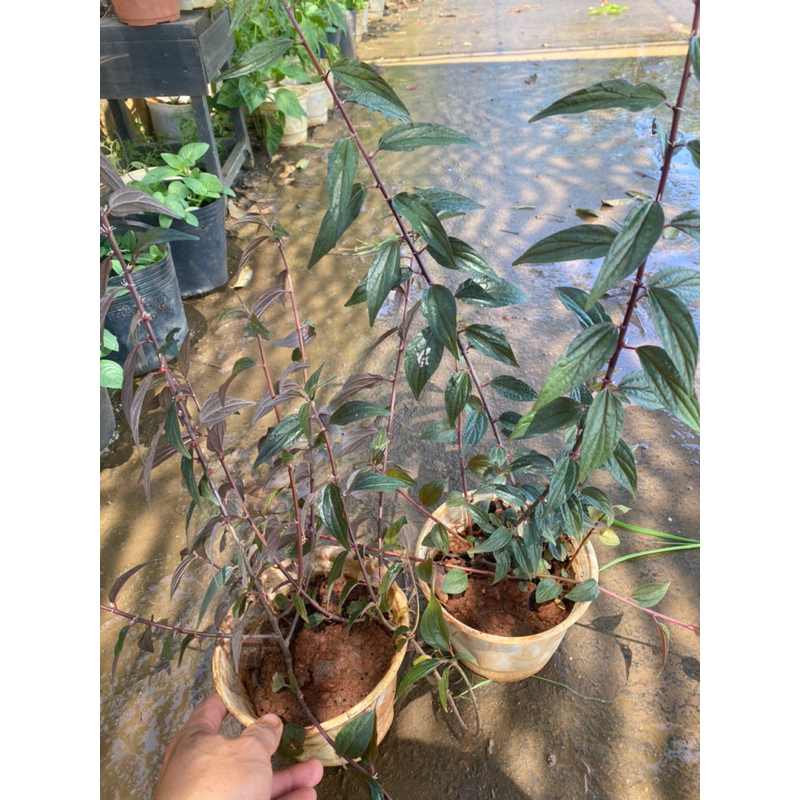 cây cỏ dòi (bọ mắm thân tím) chậu lớn c6