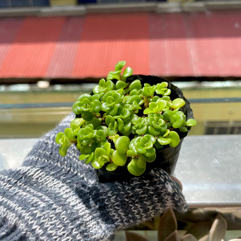 Sen Đá Sedum Vảy Cá - size Bầu , thích nắng nhẹ