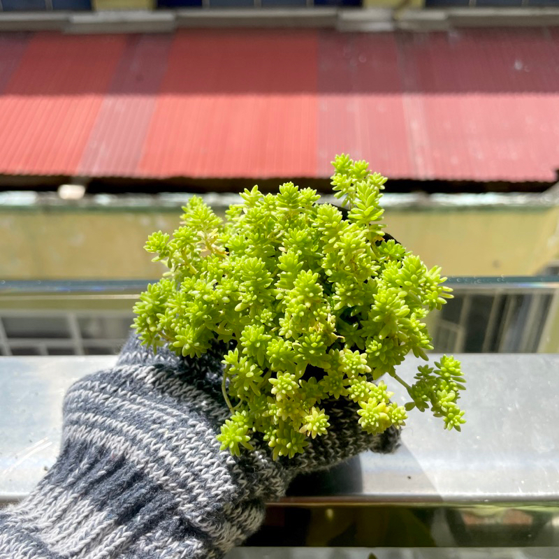 Sen Đá Sedum Xanh - size Bầu