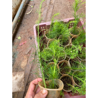 cây giống thì là thân gỗ
