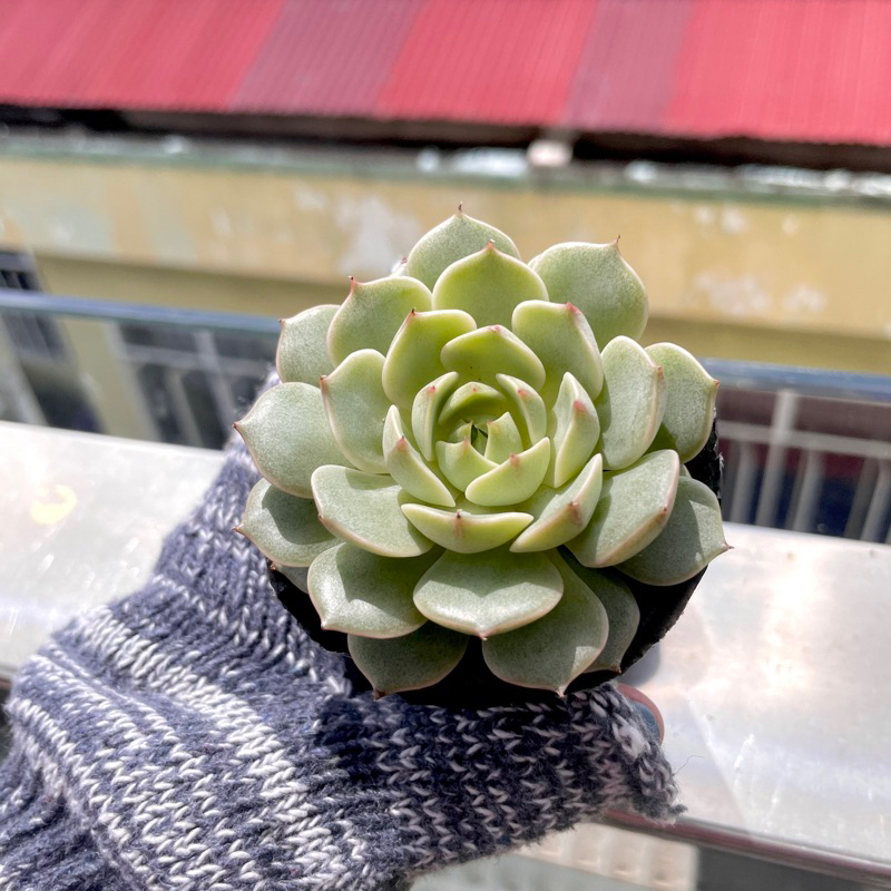 Sen Đá Vân Mai - size Bầu ( 6-7cm ) - Xả đất khi gửi ạ