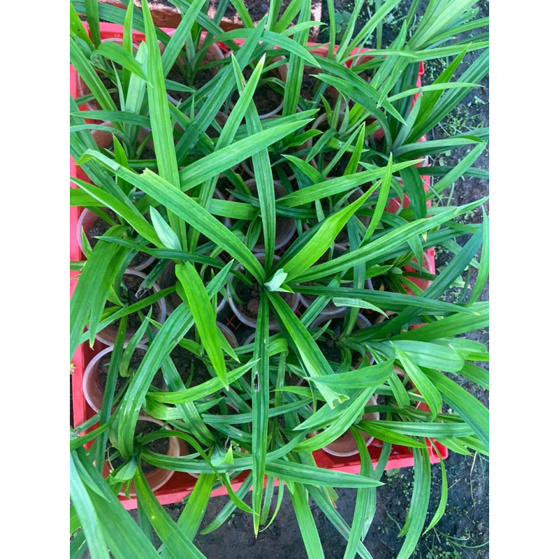 Combo 4cây lá dứa