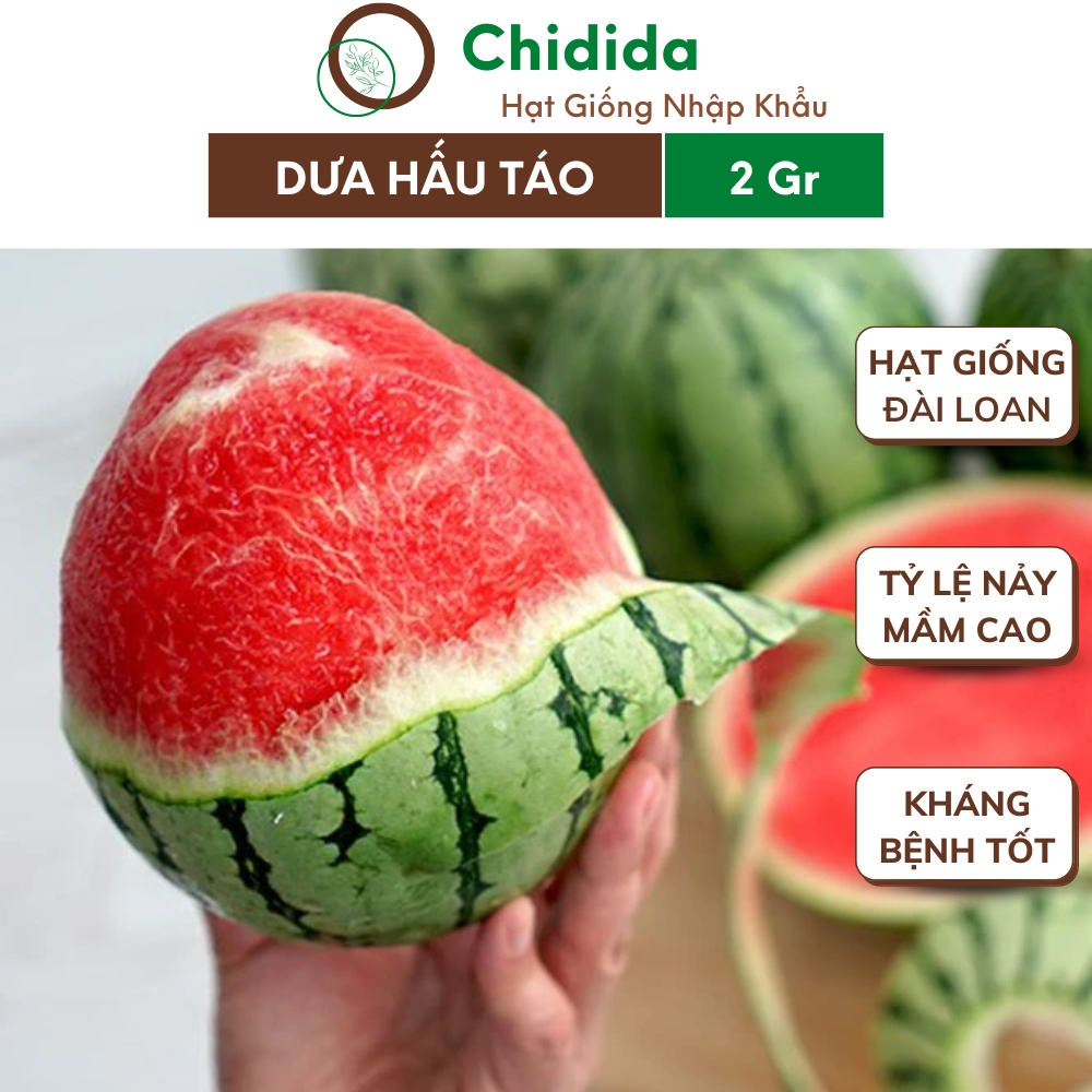 Hạt giống dưa hấu táo Chidida giống dưa hấu mini Đài Loan gói 2gr trái nhỏ xinh xắn kích thước lớn hơn trái táo 1 xíu