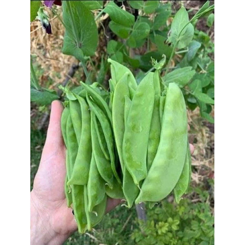 100gram hạt giống đậu hà lan siêu lá và quả