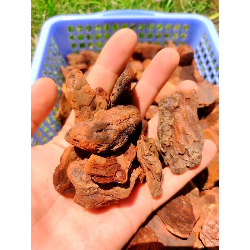 Vỏ thông xay kích cỡ 3-4cm -1kg dùng trồng lan,cây không khí